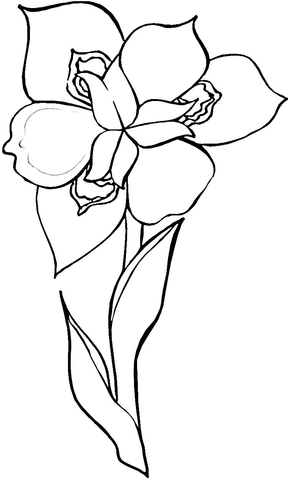 Iris Flower  Coloring Page